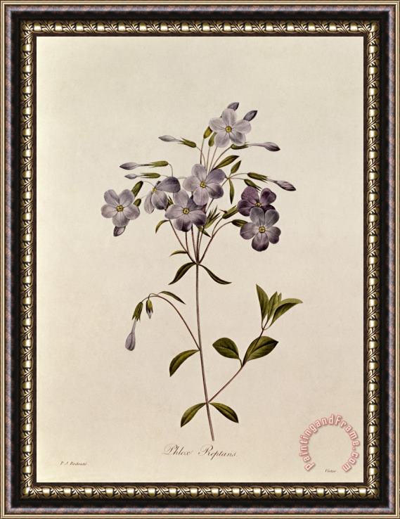 Pierre Joseph Redoute Phlox reptans Framed Painting