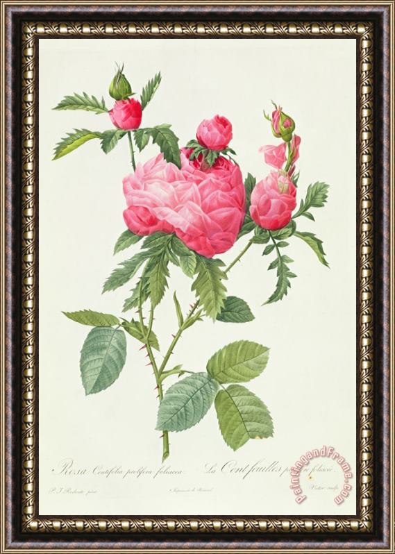 Pierre Joseph Redoute Rosa Centifolia Prolifera Foliacea Framed Print
