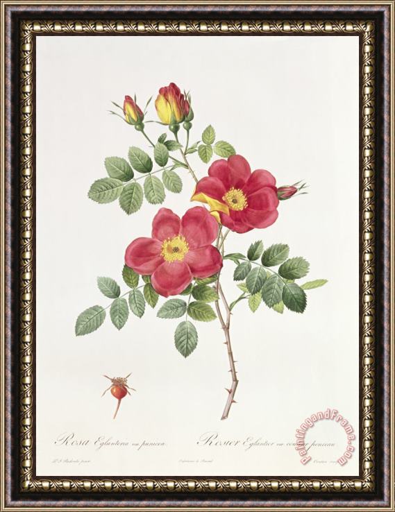 Pierre Joseph Redoute Rosa Eglantera Punicea Framed Print
