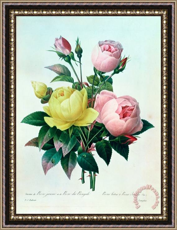 Pierre Joseph Redoute Rosa Lutea and Rosa Indica Framed Painting