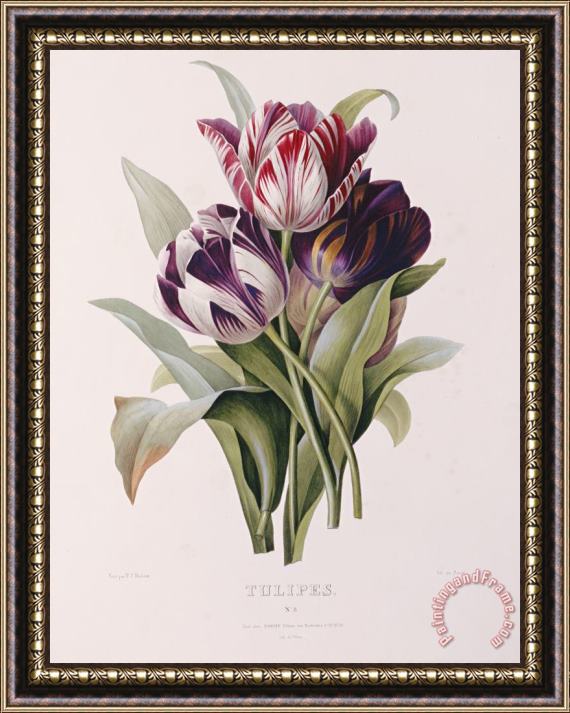 Pierre Joseph Redoute Tulips Framed Painting