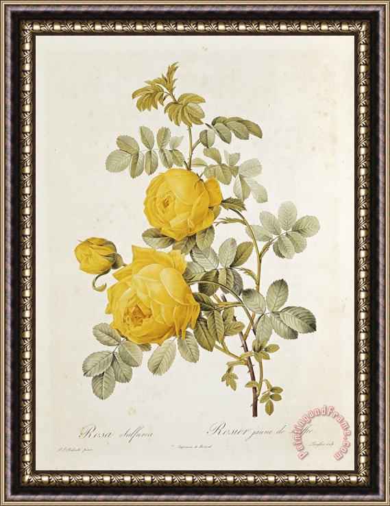 Pierre Redoute Rosa Sulfurea Framed Painting