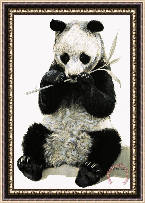 R B Davis Panda Framed Painting