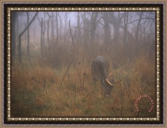 Raymond Gehman A 8 Point White Tailed Deer Buck Eating Grasses at Woods Edge Framed Painting