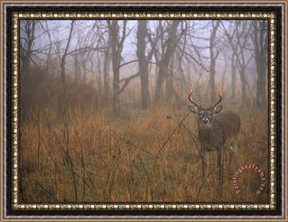 Raymond Gehman A 8 Point White Tailed Deer Buck Standing in Grasses at Woods Edge Framed Painting