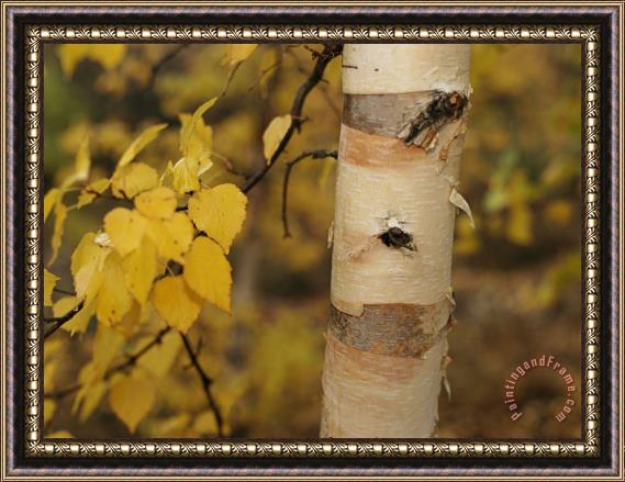 Raymond Gehman A Birch Tree Yellowed by The Autumn Season Framed Painting