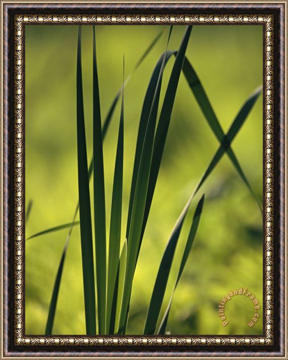 Raymond Gehman A Close View of Cattail Plants Growing on The Susquehanna River Framed Painting