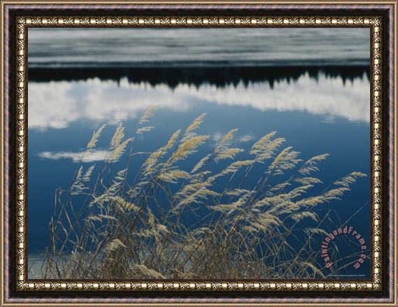 Raymond Gehman A Clump of Grasses Is Framed by Reflections of Sky And Trees in The Lake Framed Painting