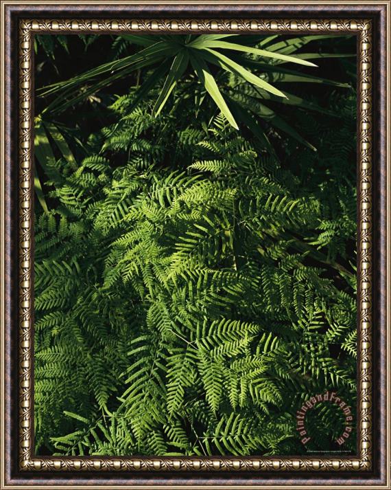 Raymond Gehman A Cluster of Frilly Fern Fronds And a Palmetto Plant Framed Print