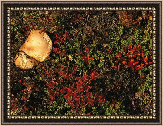 Raymond Gehman A Mushroom Grows Next to a Cranberry Bush Framed Print