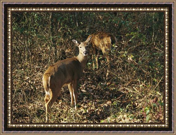 Raymond Gehman A Pair of White Tailed Deer Standing in Tangled Brush Framed Painting