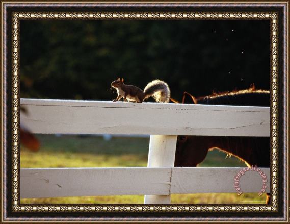 Raymond Gehman A Pastured Horse And a Gray Squirrel Outlined by The Late Afternoon Sun Framed Print