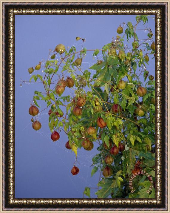 Raymond Gehman A Plant with Papery Husk Seed Pods Framed Print