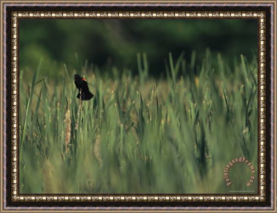 Raymond Gehman A Red Wing Blackbird Perched on a Cattail Framed Painting