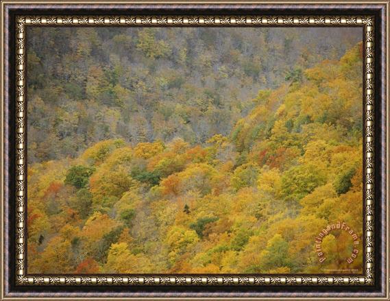 Raymond Gehman A Scenic View of The Autumn Foliage on North Aspy Mountain Framed Print