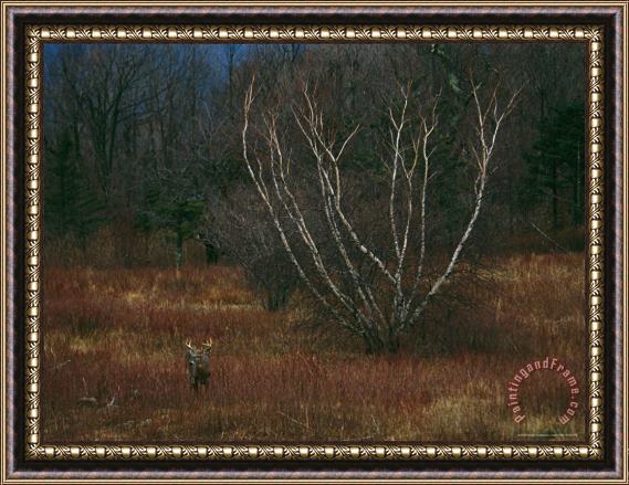 Raymond Gehman A White Tailed Deer Buck Standing Near a Birch Tree in a Meadow Framed Print