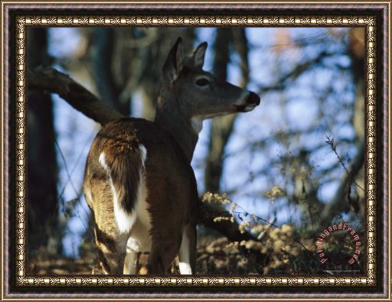 Raymond Gehman A White Tailed Deer Standing in The Woods Framed Print