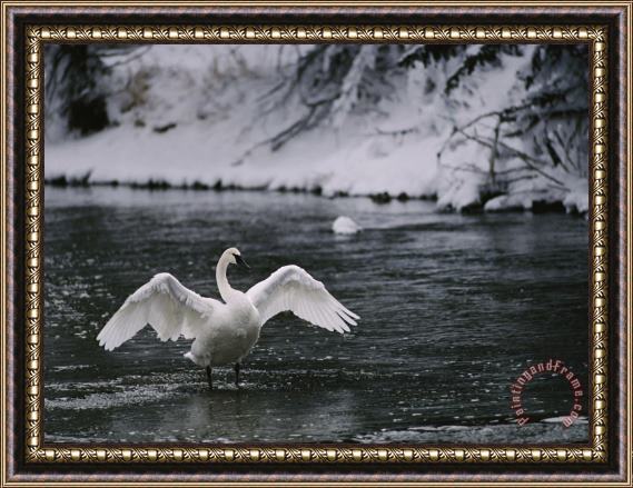 Raymond Gehman Adult Trumpeter Swans Lifting Its Wings on The Snow Banked Madison River Framed Print