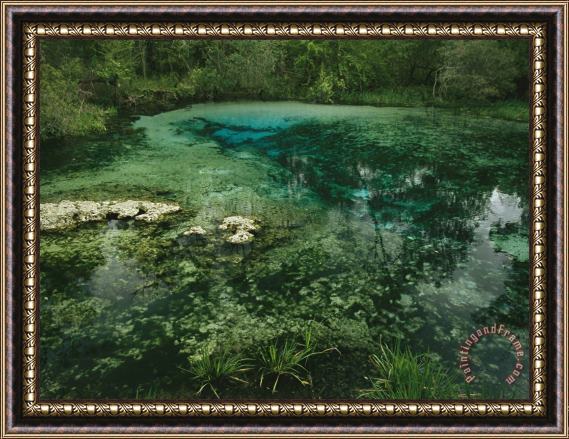 Raymond Gehman Algae Bloom in a Woodland Pond Or Marsh Framed Painting
