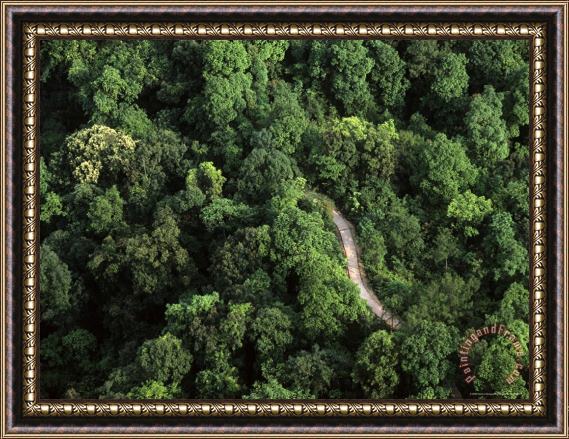 Raymond Gehman An Aerial View of a Road Passing Through a Thick Forest Framed Print