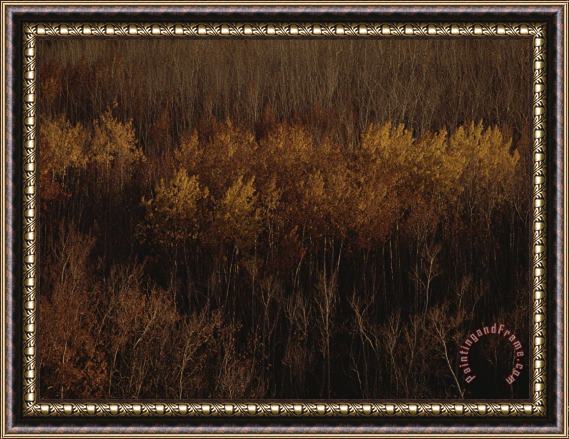Raymond Gehman An Aerial View of a Stand of Trees in Autumn Colors Framed Painting