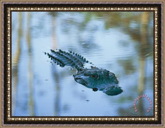 Raymond Gehman An American Alligator Floats Half Submerged in Waters at Brookgreen Gardens Wildlife Park Framed Print