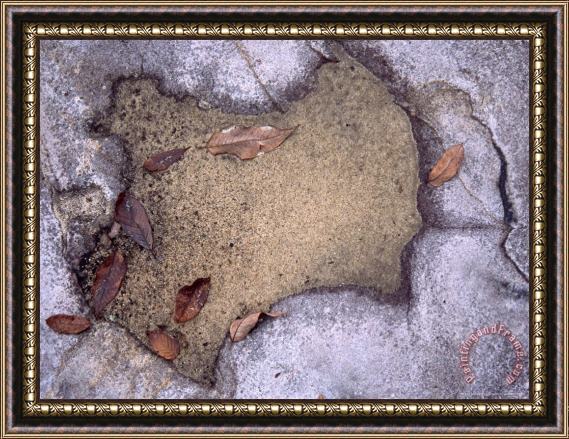 Raymond Gehman Autumn Leaves Lying in a Puddle in a Large Rock Framed Print