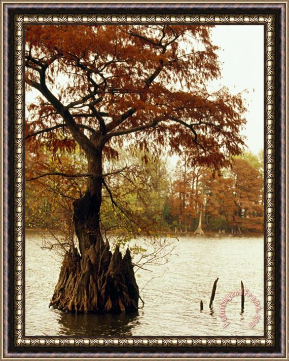 Raymond Gehman Autumn View of a Bald Cypress Tree Growing in Water Framed Painting