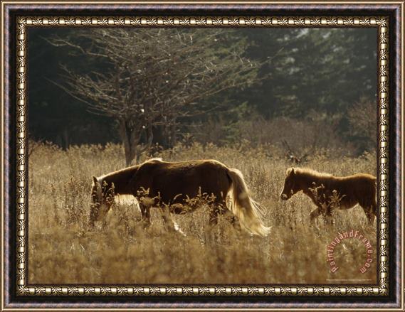 Raymond Gehman Backlit Wild Mare And Foal in a Meadow on The Appalachian Trail Framed Print