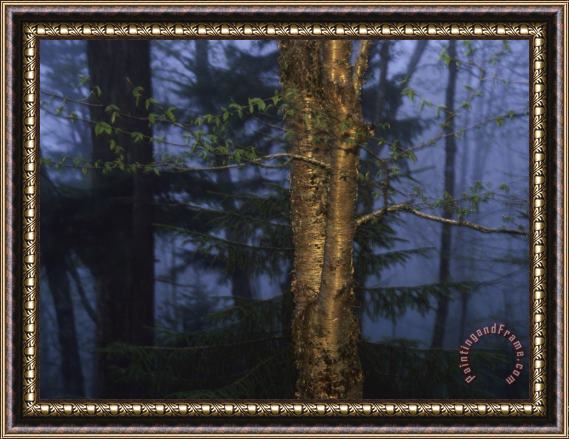 Raymond Gehman Birch Tree in a Foggy Forest at Twilight Framed Painting