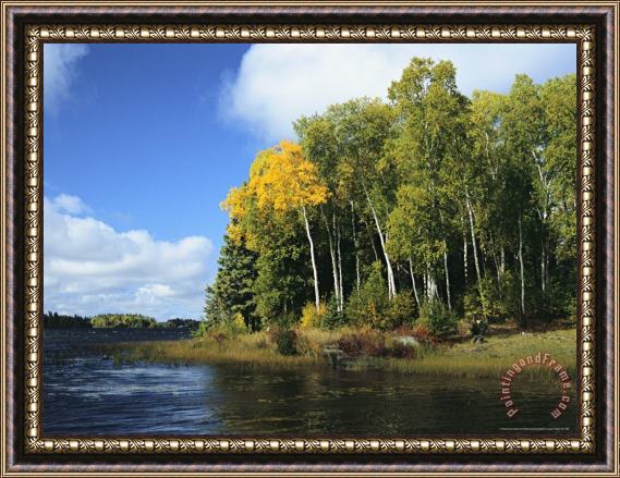 Raymond Gehman Birch Trees Along a Lake in Grass River Provincial Park Framed Painting