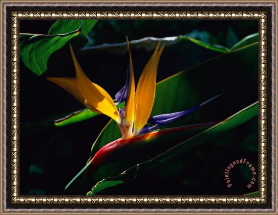 Raymond Gehman Bird of Paradise Flower Framed Painting