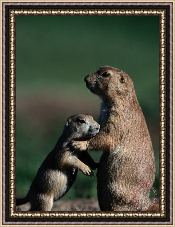 Raymond Gehman Black Tailed Prairie Dogs Cynomys Ludovicianus Framed Painting