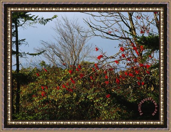 Raymond Gehman Branch with Red Berries Among Mountain Laurel And Leafless Trees Framed Print