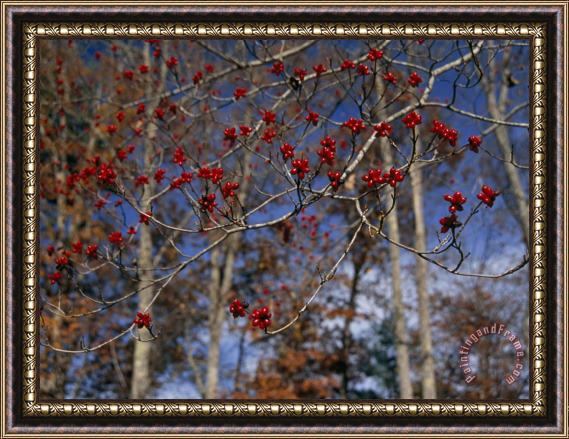Raymond Gehman Branches of Bright Red Dogwood Berries Framed Painting