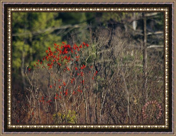 Raymond Gehman Bright Red Berries of The Serviceberry Bush Brighten a Swamp Habitat Framed Painting