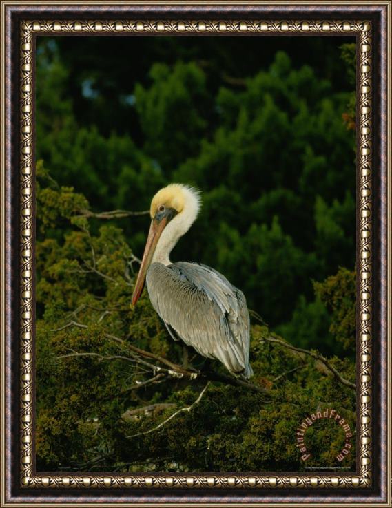 Raymond Gehman Brown Pelican on Tiger Island in Cumberland Sound Framed Painting