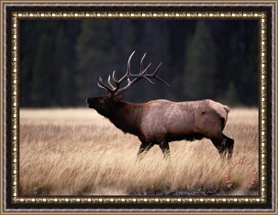 Raymond Gehman Bull Elk Cervus Elaphus Framed Print