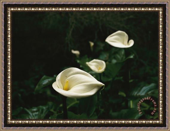 Raymond Gehman Calla Lilies in Plum Orchard Framed Print