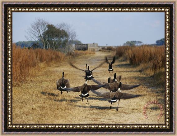 Raymond Gehman Canada Geese Take Flight Along The Fresh Water Marsh Trail Framed Print