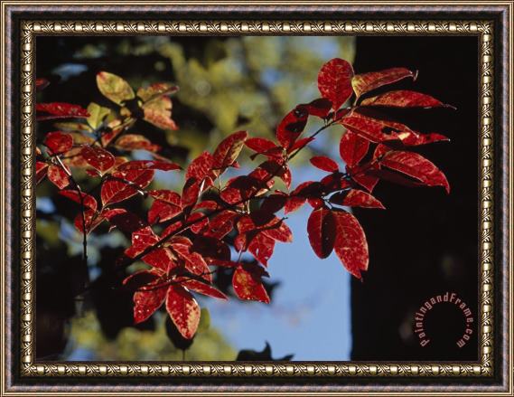 Raymond Gehman Close Up of a Branch of Dogwood Leaves in Rich Red Autumn Hues Framed Print