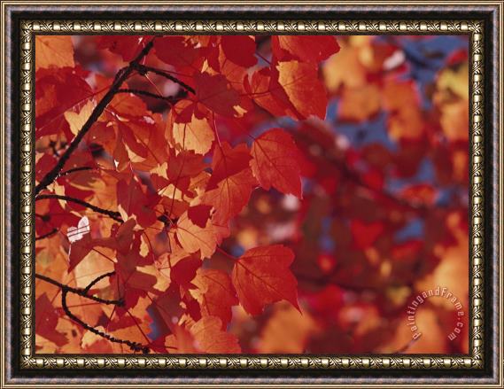 Raymond Gehman Close Up of Autumn Leaves Framed Painting