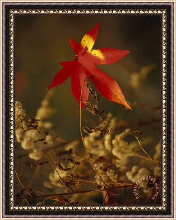 Raymond Gehman Close View of Sweet Gum Leaf And Dried Weeds in Autumn Hues Framed Print
