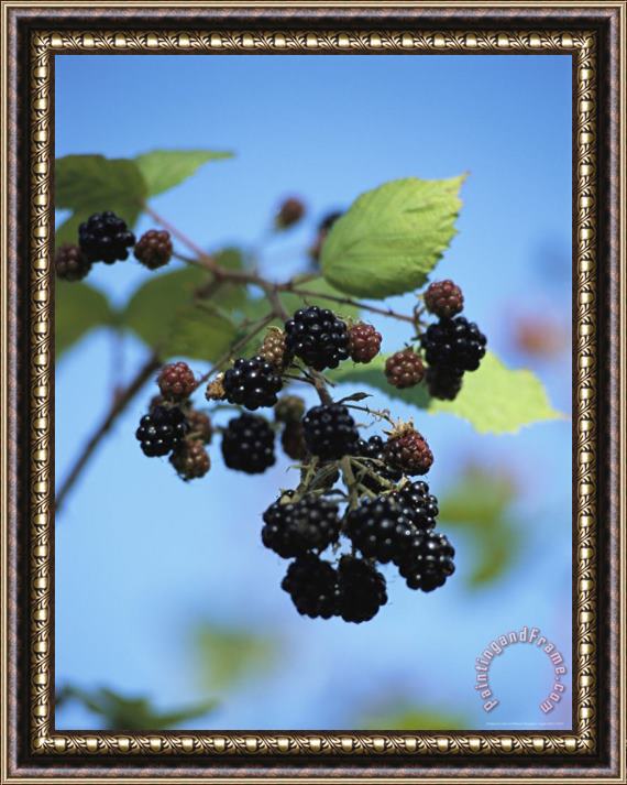 Raymond Gehman Cluster of Blackberries Ripen on a Vine Framed Painting
