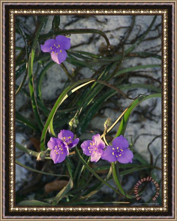 Raymond Gehman Delicate Purple Blossoms on a Spiderwort Plant Framed Painting
