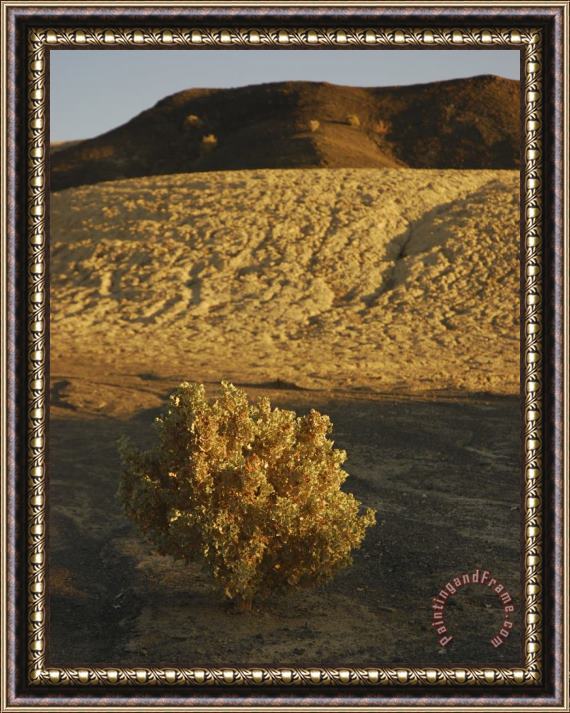 Raymond Gehman Desert Plant in Death Valley California Framed Painting