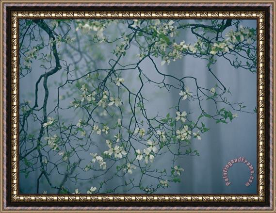 Raymond Gehman Dogwood Blossoms in a Foggy Forest Framed Painting