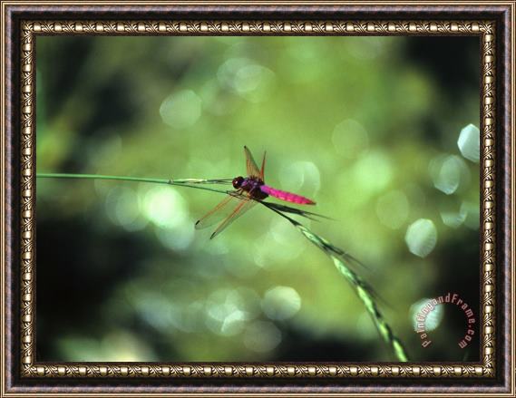 Raymond Gehman Dragonfly Yangdi Valley Guilin Guangxi China Framed Painting