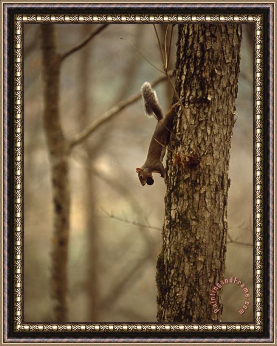 Raymond Gehman Eastern Gray Squirrel on a Tree Trunk with a Nut in It S Mouth Framed Painting