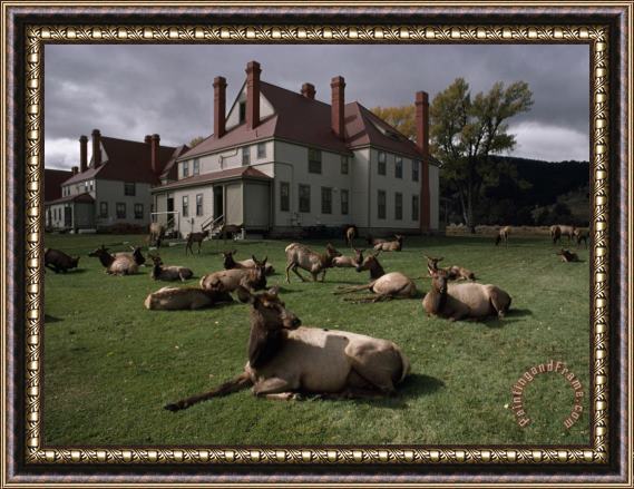 Raymond Gehman Elks Recline on The Grounds of Mammoth Hot Springs Yellowstone Framed Painting